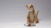 mark duplass cats GIF by Animals