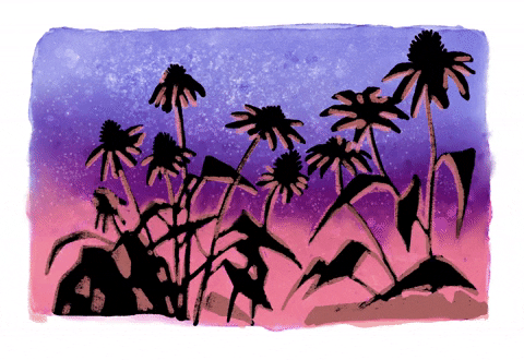 Flowers Sunset GIF by TheRatGod