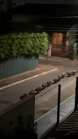 cuteanimalland giphyupload GIF