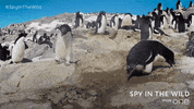 Bbc One Penguin GIF by BBC