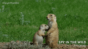 bbc one GIF by BBC