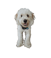 Dog Chiefs Sticker by WE ARE HEAR