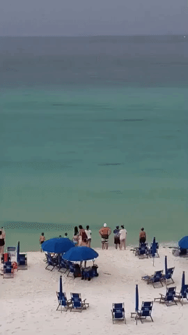 Hammerhead Shark Startles Florida Beachgoers