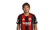 Eintracht Frankfurt Sticker by Bundesliga