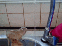 hands chameleon GIF