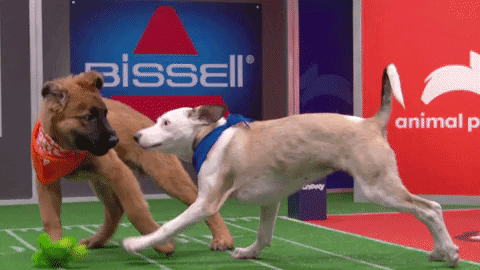 Animal Planet GIF by Puppy Bowl