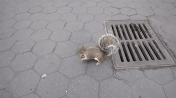 indonesia squirrel GIF