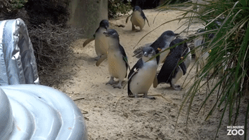 Penguins Delighted After Jumping Castle Arrives to Melbourne Zoo