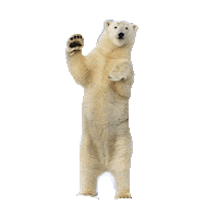 polar bear hello STICKER by imoji