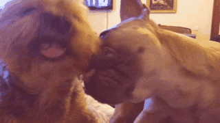 Cocoandbarley licks dog kisses cocoandbarley woofs GIF