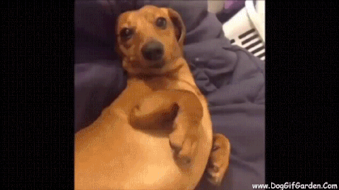 doggie GIF