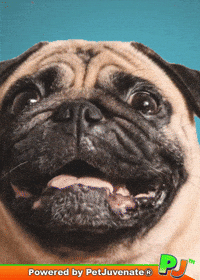 Did You Hear That What GIF by PetJuvenate - PJ