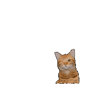25Cats Sticker by Gray Hat Films