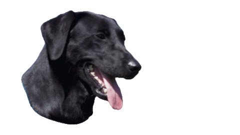 Keep Cool Dog Sticker by Terrain D.O.G.