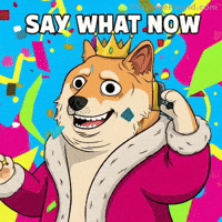 Confused What Now GIF by Doge Pound