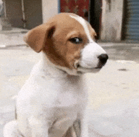 Dog Funny Puppy GIF