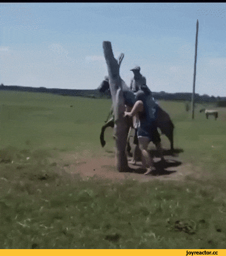 ibeast24 giphyupload GIF