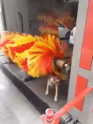 cuteanimalland giphyupload GIF