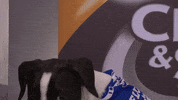 Animal Planet GIF by Puppy Bowl
