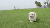 Animal Planet GIF by Puppy Bowl