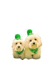 St Patricks Day Dog Sticker by HammyandBrody