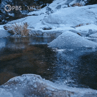 Pbs Nature Animales GIF by Nature on PBS