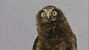 123bpmz GIF