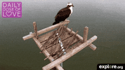 baby animal love GIF by explore.org