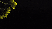 Slime Mold GIF by Science Friday