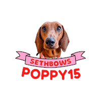 Wiener Dog Dogs Sticker by SethBows