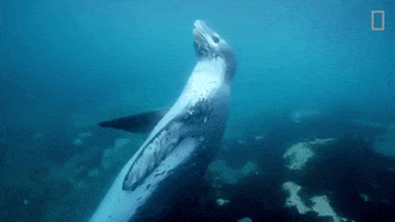 national geographic GIF by Nat Geo Wild