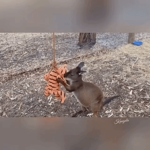 Rescued Kangaroo Joey Plays With Stuffed Animal Toy in South Australia