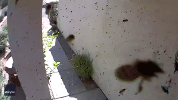 Buzz for Entry: Thousands of Wild Bees Take Over Front Door of Arizona Home