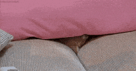 cat GIF