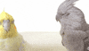 Parrot Kissing GIF