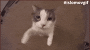Cat GIF