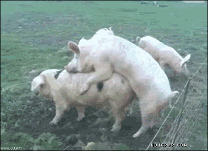 pig whatever GIF