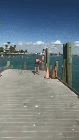 Woman Climbs Pier to Free Seagull From Plastic Wound Around Its Neck