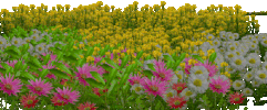 grass GIF