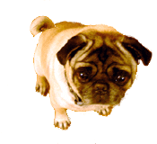Dog Puppy Sticker