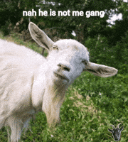 Did Someone Say Goat GIF