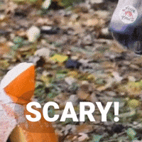 Halloween Pumpkin GIF by FOUR PAWS