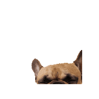 shaantirituals cbd frenchie hemp logan Sticker