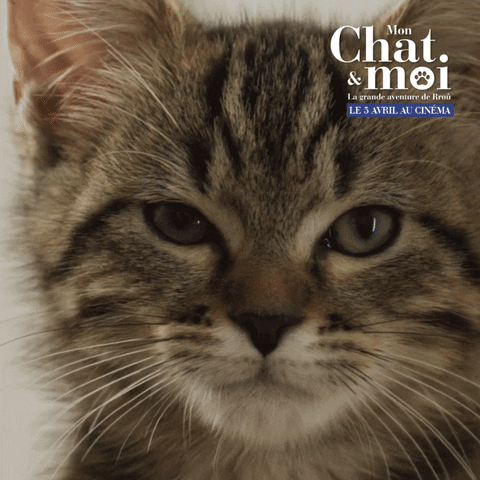 Cat Ok GIF by Silenzio Interactive