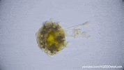marine life wildlife GIF by KQEDScience