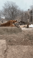 Tiger Unbothered by Chilly Temperatures as Snow Storm Blankets Milwaukee