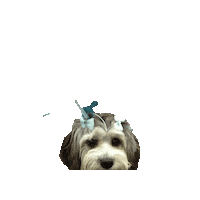 Dog Sticker by StrongBoard Balance