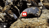 GIF by KQEDScience
