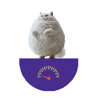 Cats Pets Sticker by Panacea Vets