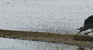 bird seagull GIF by Head Like an Orange